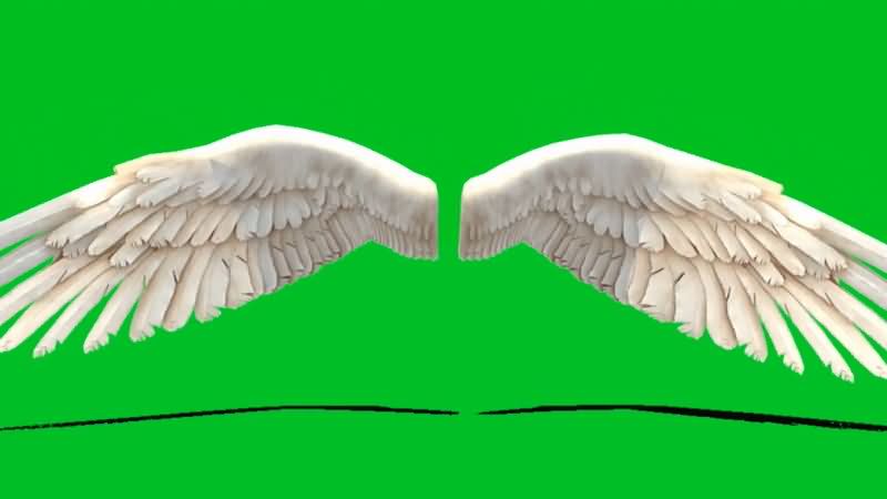 绿屏抠像白色天使翅膀.jpg