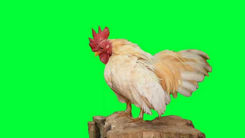 绿幕视频素材公鸡
